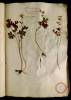  Fol. 20 

Thalictri forte species. Fumaria lutea montana. Corydalis Matth. Muscatella forte.